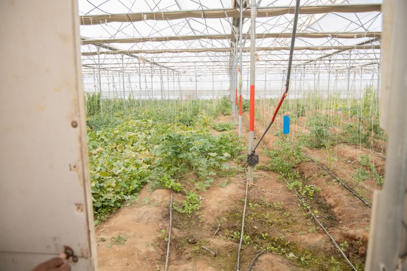 Plant Irrigation Installation in Honolulu, HI